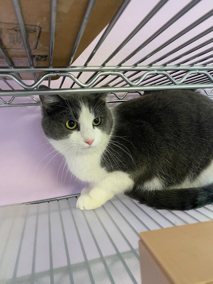 Cat for adoption Scotty, a Domestic Short Hair in Reynoldsburg, OH