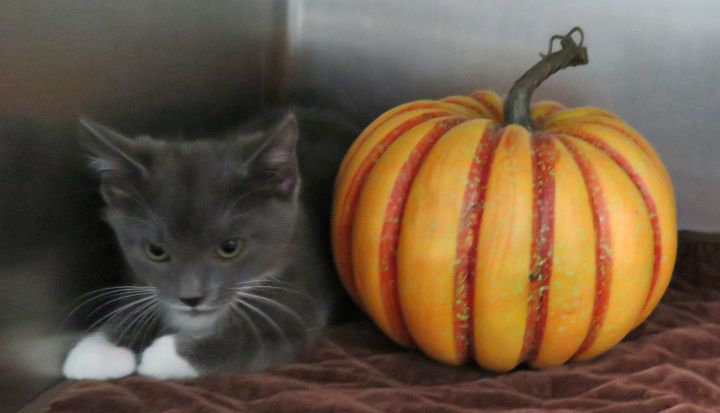 Witch, an adopted Domestic Short Hair Mix in Lexington, VA_image-3