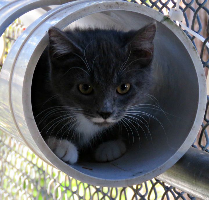 Witch, an adopted Domestic Short Hair Mix in Lexington, VA_image-5