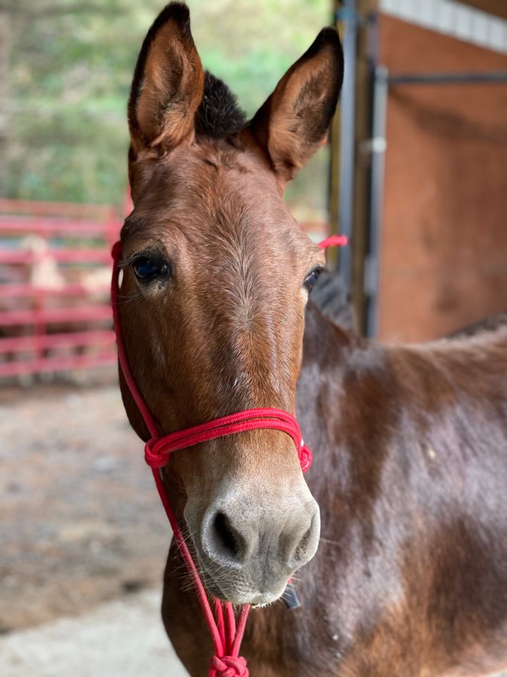 Grace, an adoptable Mule in Hohenwald , TN_image-2