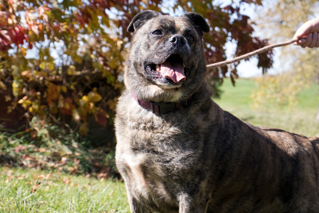 Boomer, an adoptable Bull Terrier in Hillsdale, IN, 47854 | Photo Image 1