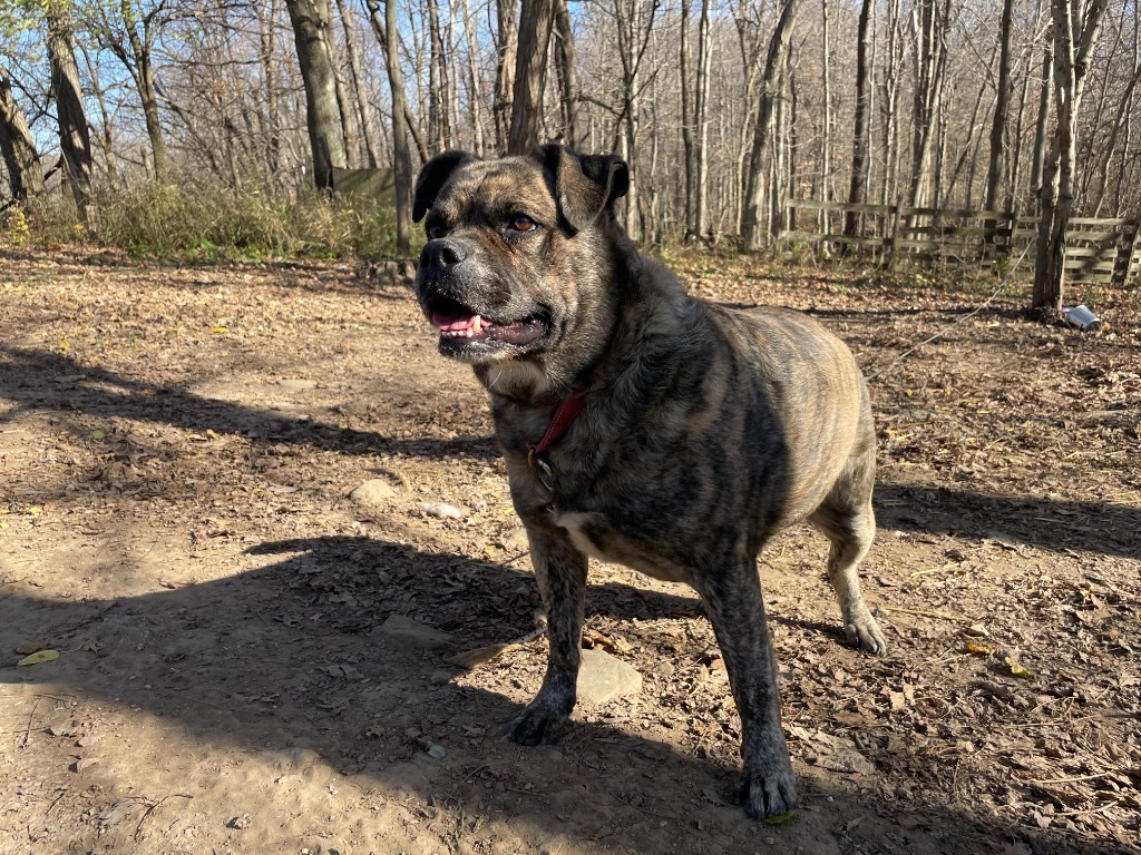 Boomer, an adoptable Mixed Breed in Hillsdale, IN, 47854 | Photo Image 5