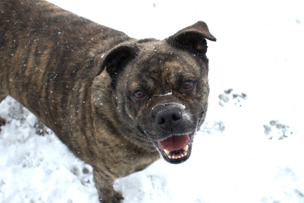 Boomer, an adoptable Bull Terrier in Hillsdale, IN, 47854 | Photo Image 6