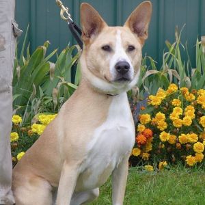 Dog For Adoption Pth Dessa A Cattle Dog Mix In Batavia Ny Petfinder