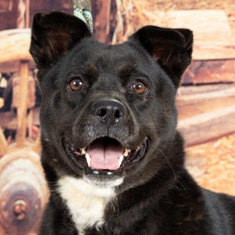 Nova, an adoptable Black Labrador Retriever, Mixed Breed in Newport, TN, 37821 | Photo Image 1