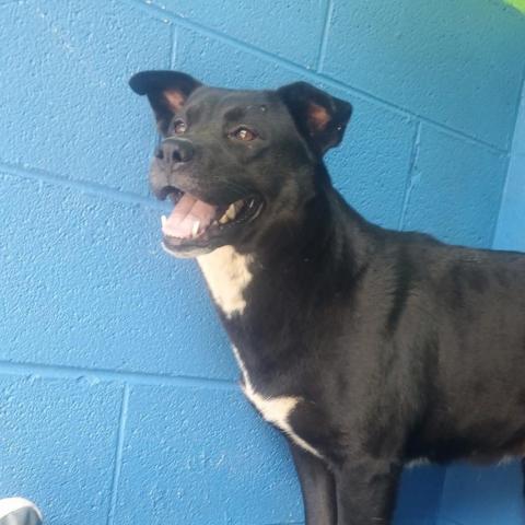 Nova, an adoptable Black Labrador Retriever, Mixed Breed in Newport, TN, 37821 | Photo Image 2