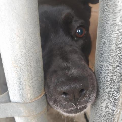 Nova, an adoptable Black Labrador Retriever, Mixed Breed in Newport, TN, 37821 | Photo Image 3