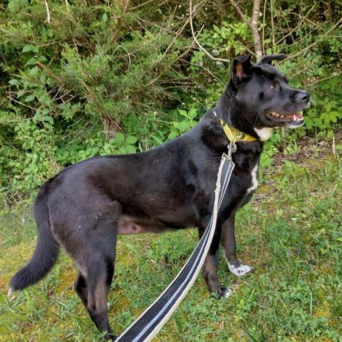 Nova, an adoptable Black Labrador Retriever, Mixed Breed in Newport, TN, 37821 | Photo Image 4