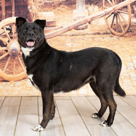 Nova, an adoptable Black Labrador Retriever, Mixed Breed in Newport, TN, 37821 | Photo Image 5