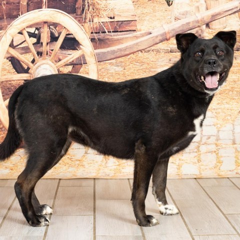 Nova, an adoptable Black Labrador Retriever, Mixed Breed in Newport, TN, 37821 | Photo Image 6
