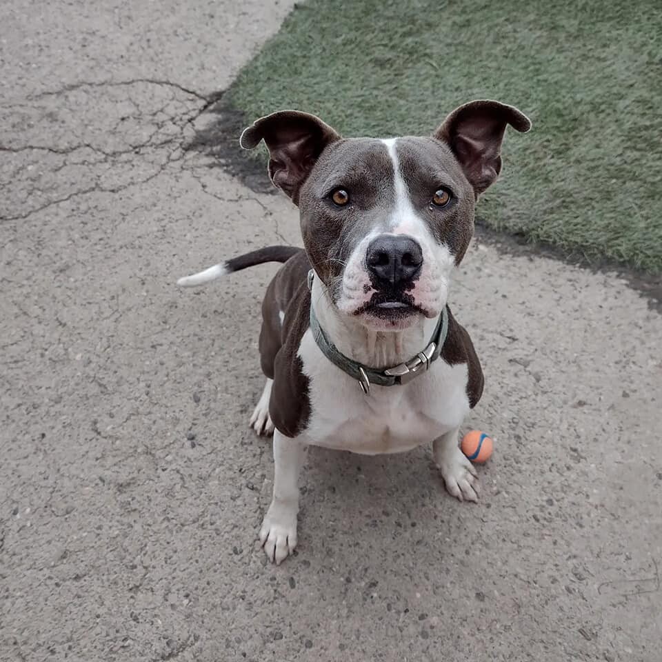 Clifford, an adoptable Pit Bull Terrier in Grand Junction, CO, 81505 | Photo Image 1