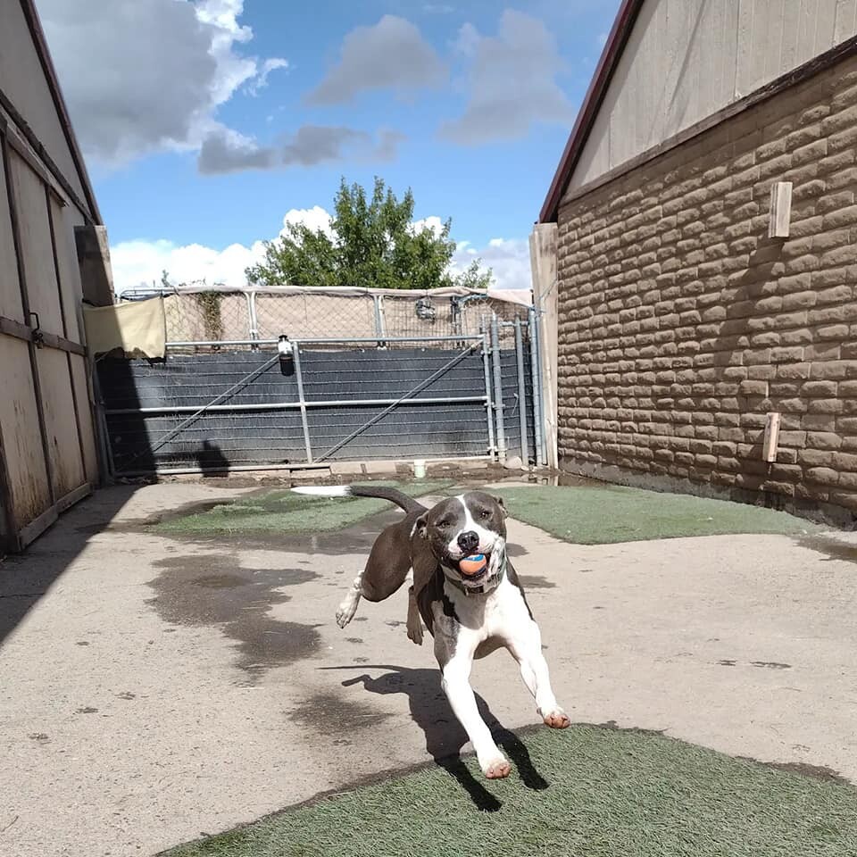 Clifford, an adoptable Pit Bull Terrier in Grand Junction, CO, 81505 | Photo Image 2