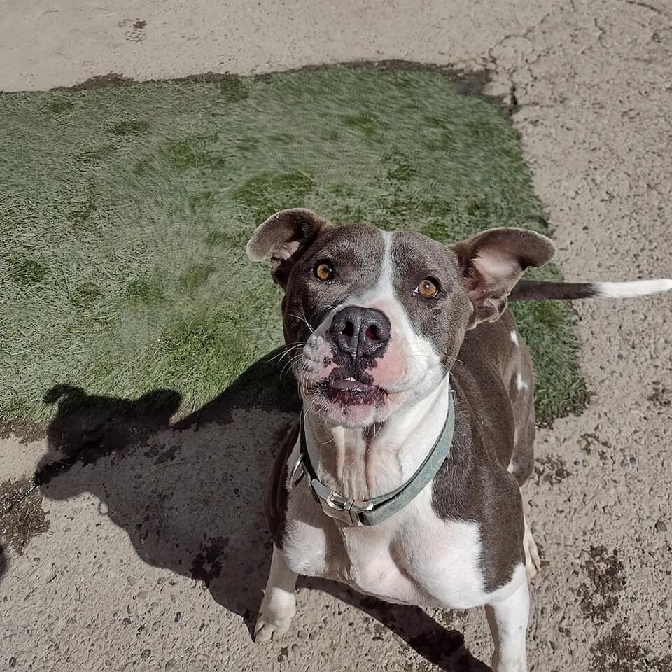 Clifford, an adoptable Pit Bull Terrier in Grand Junction, CO, 81505 | Photo Image 3