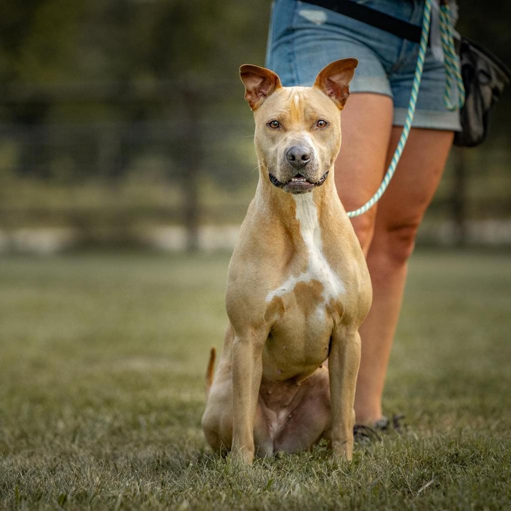 Ziva, an adoptable Pit Bull Terrier, Mixed Breed in Wichita, KS, 67208 | Photo Image 2