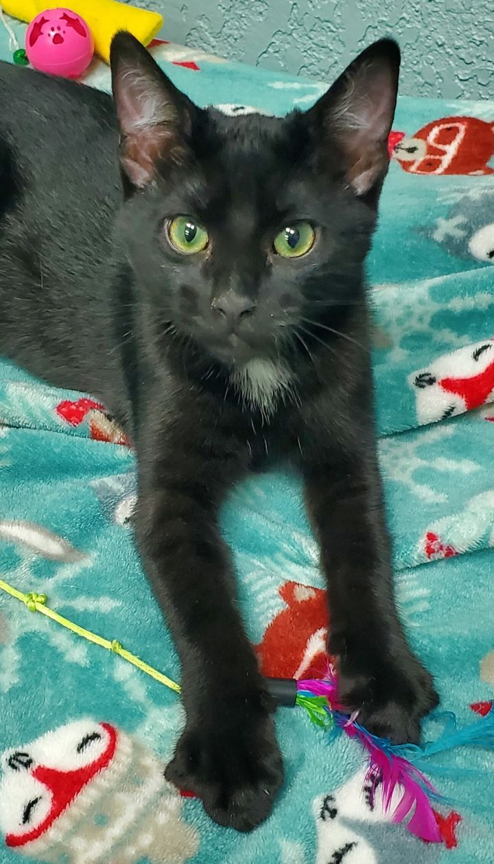 Wolverine, an adopted Domestic Short Hair in Centralia, WA_image-1