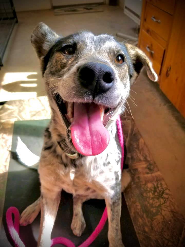 Jerry, an adoptable Border Collie, Cattle Dog in Bodfish, CA, 93205 | Photo Image 3