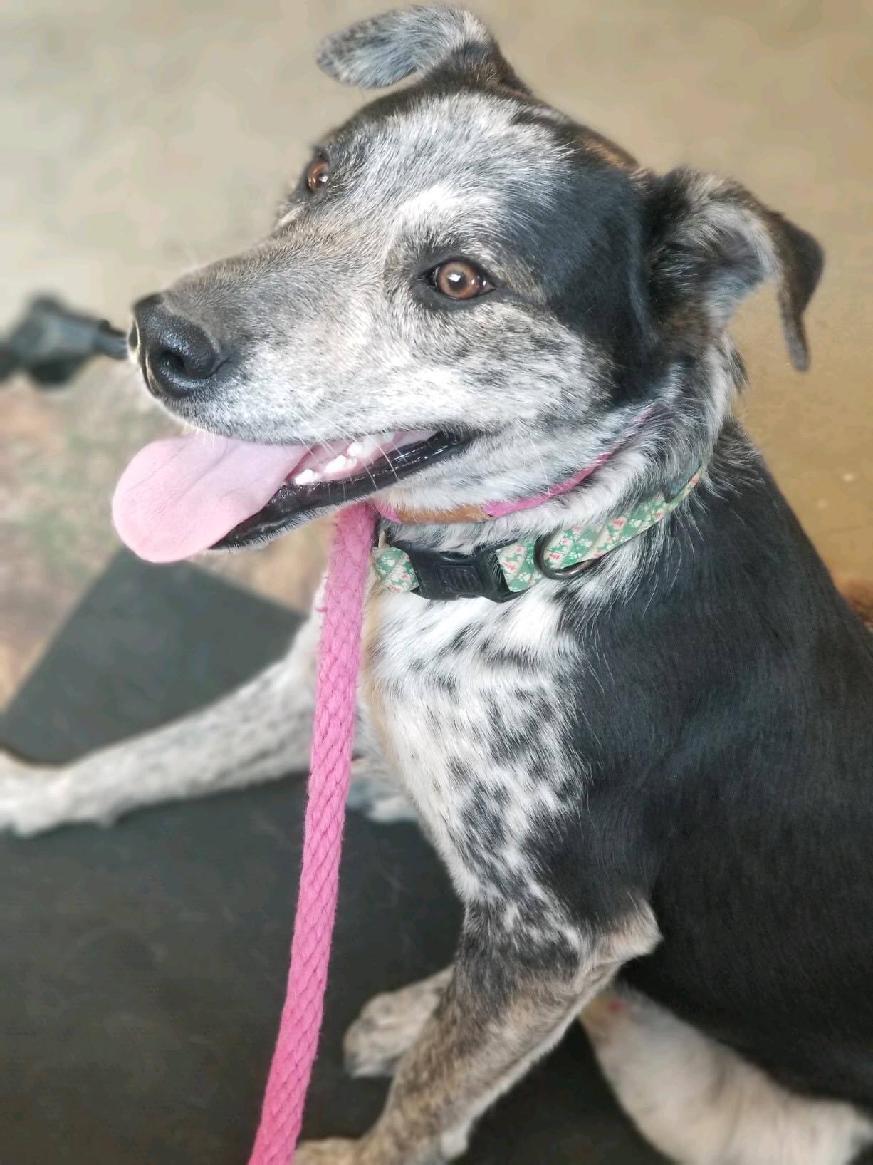 Jerry, an adoptable Border Collie, Cattle Dog in Bodfish, CA, 93205 | Photo Image 4