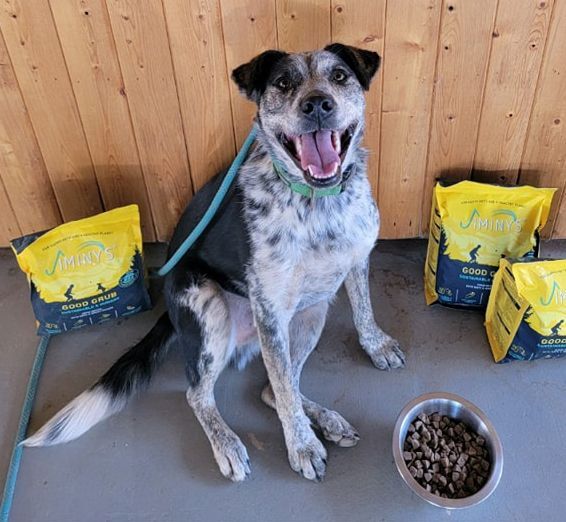 Jerry, an adoptable Border Collie, Cattle Dog in Bodfish, CA, 93205 | Photo Image 1