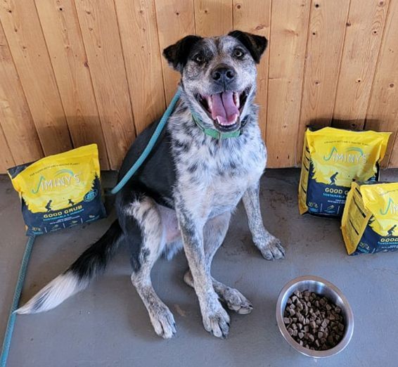 Jerry border sale collie rescue