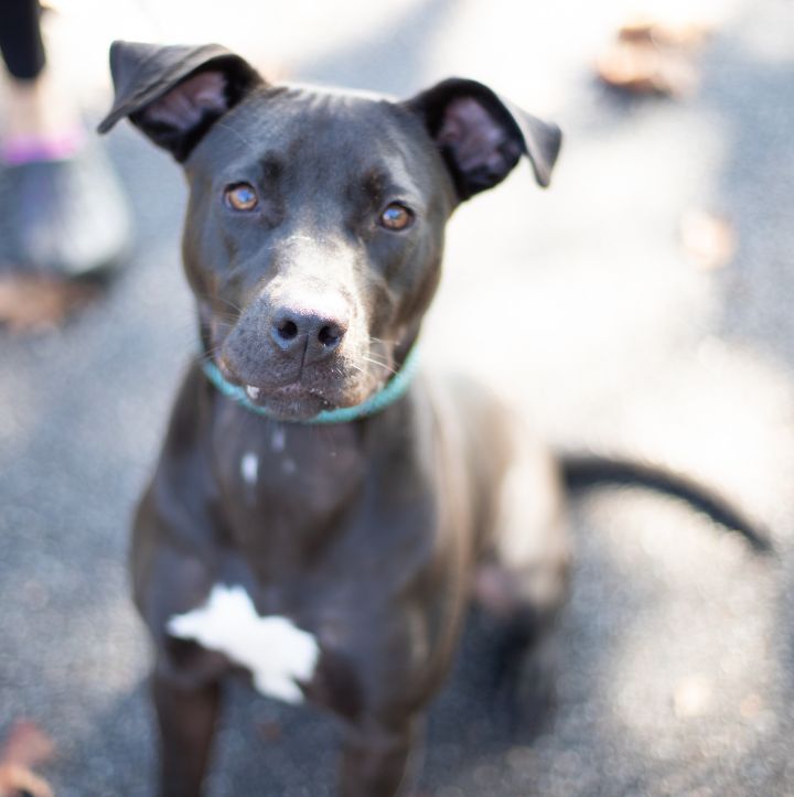 Penny, an adoptable Labrador Retriever Mix in Milledgeville, GA_image-1