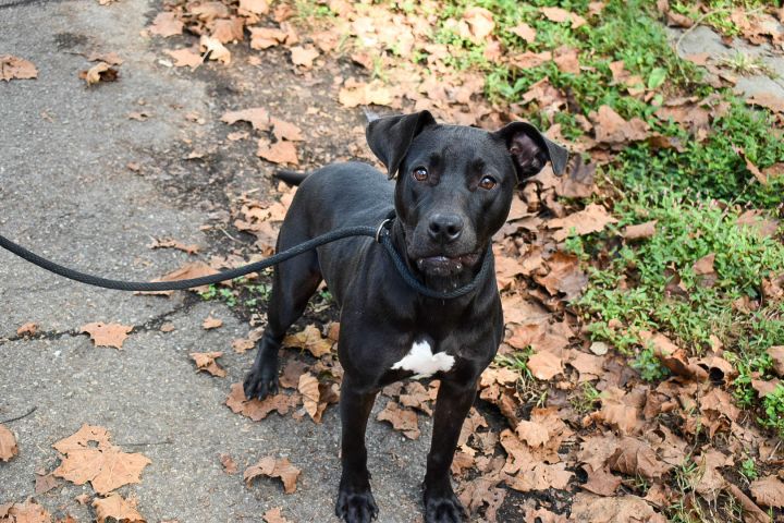 Penny, an adoptable Labrador Retriever Mix in Milledgeville, GA_image-6