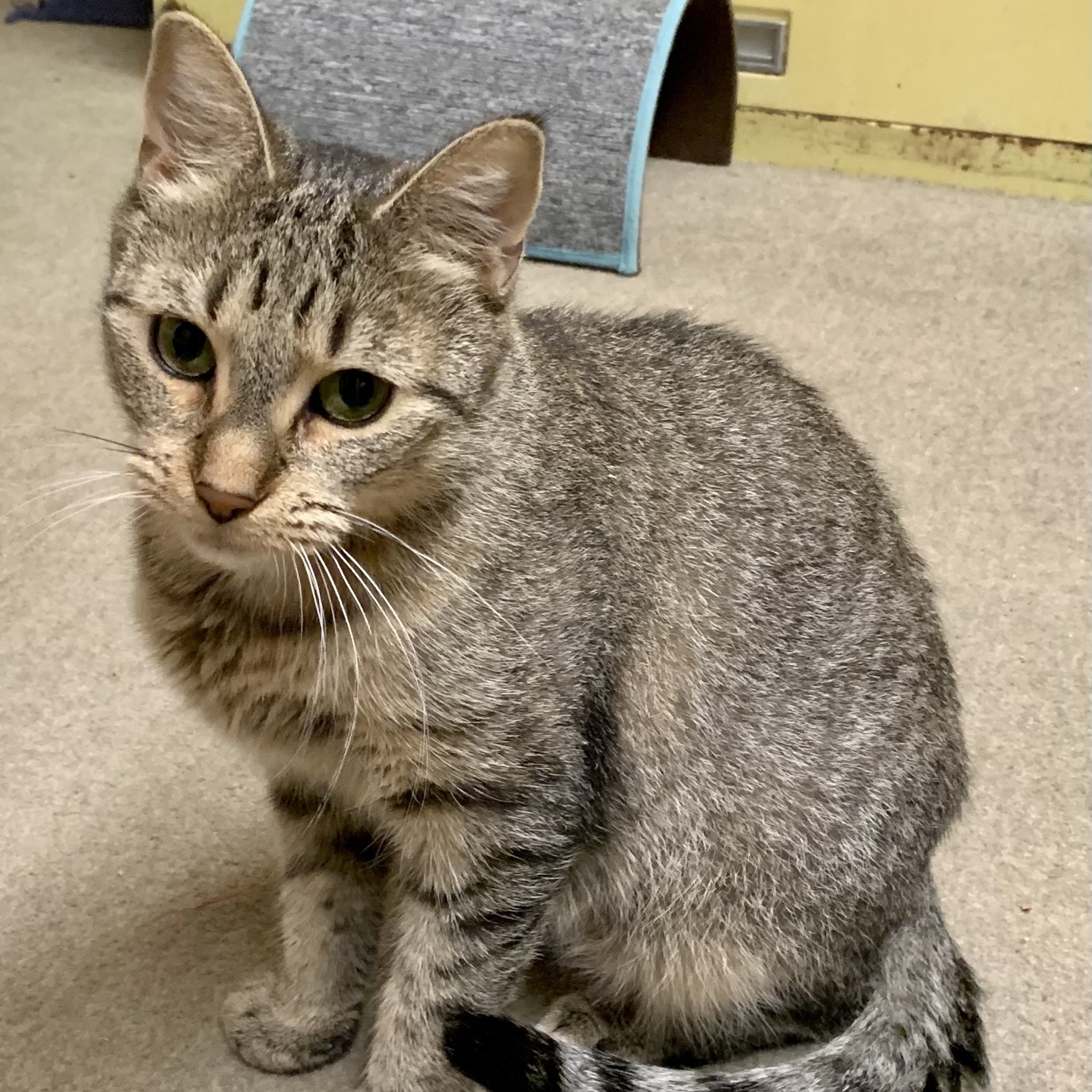 Mary, an adoptable Domestic Short Hair in North Tonawanda, NY, 14120 | Photo Image 2