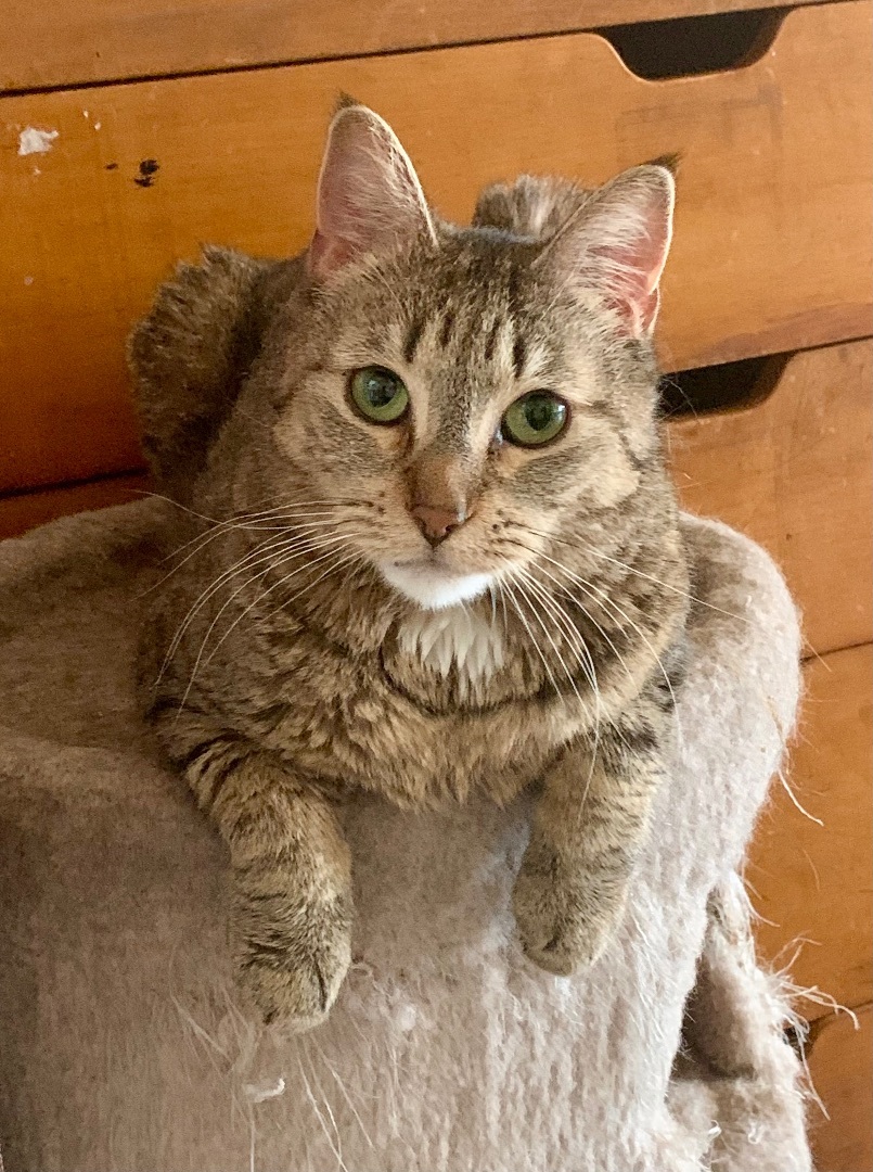 Mary, an adoptable Domestic Short Hair in North Tonawanda, NY, 14120 | Photo Image 4