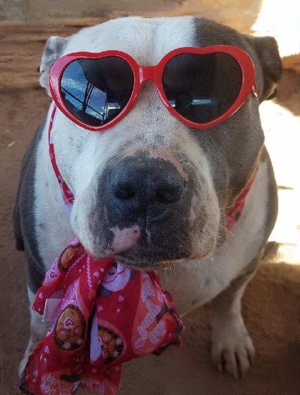 MAC and BABE (bonded pair), an adoptable American Staffordshire Terrier in Pena Blanca, NM, 87041 | Photo Image 1