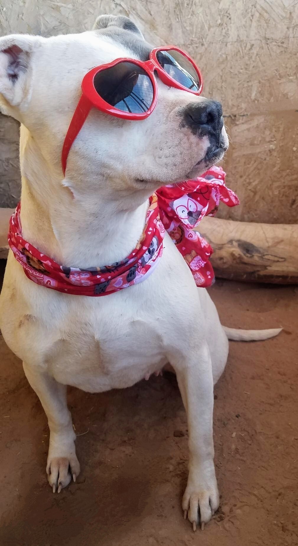 MAC and BABE (bonded pair), an adoptable American Staffordshire Terrier in Pena Blanca, NM, 87041 | Photo Image 2
