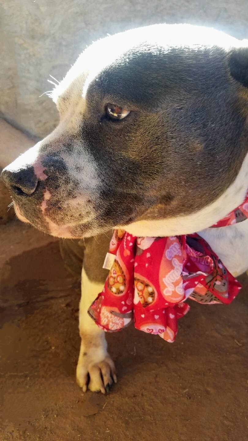 MAC and BABE (bonded pair), an adoptable American Staffordshire Terrier in Pena Blanca, NM, 87041 | Photo Image 4