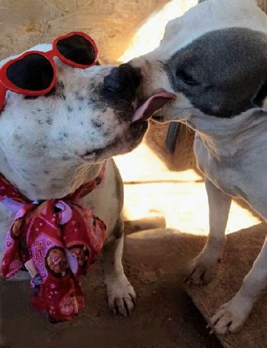 MAC and BABE (bonded pair), an adoptable American Staffordshire Terrier in Pena Blanca, NM, 87041 | Photo Image 5