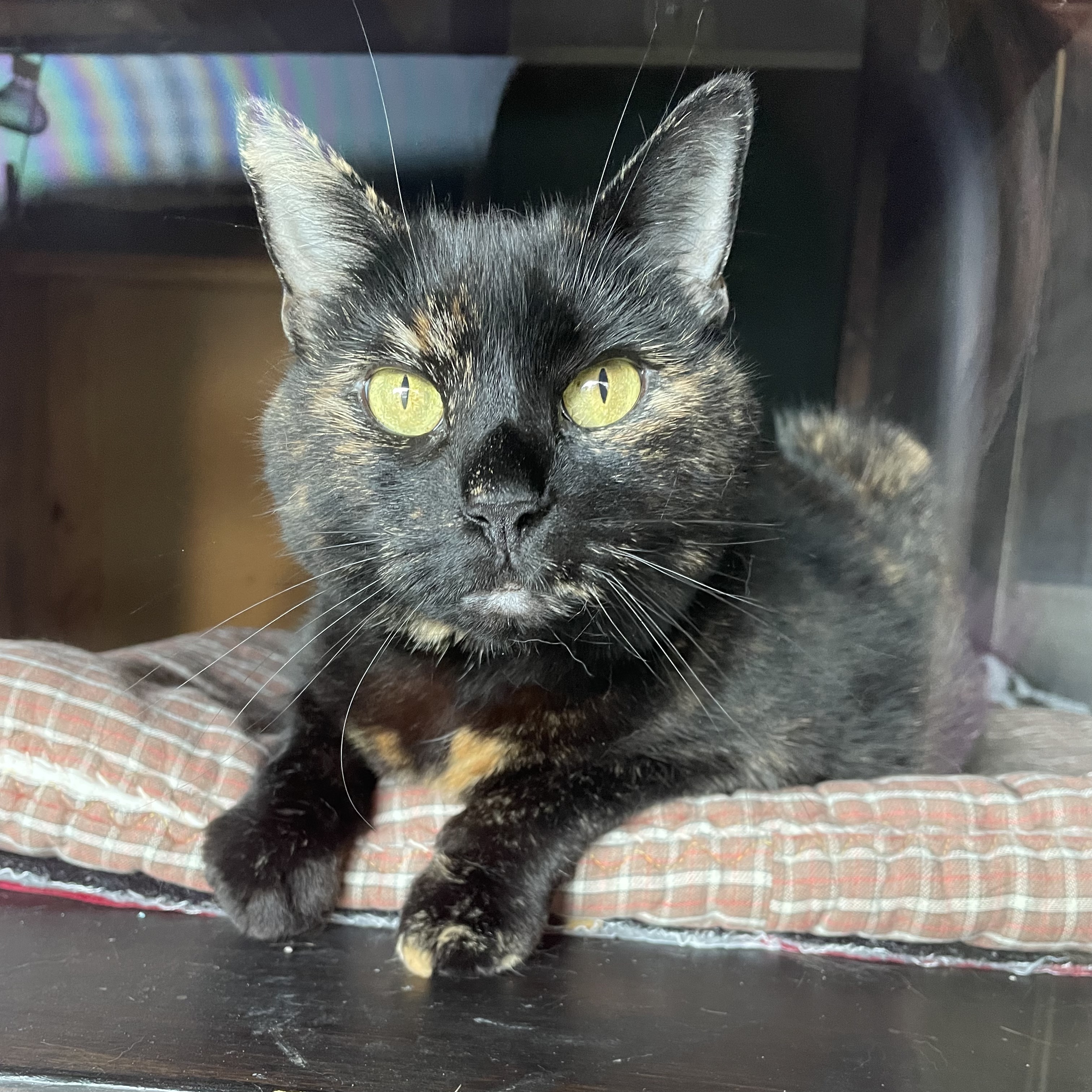 Tory, an adoptable Tortoiseshell in Manchester, CT, 06042 | Photo Image 3