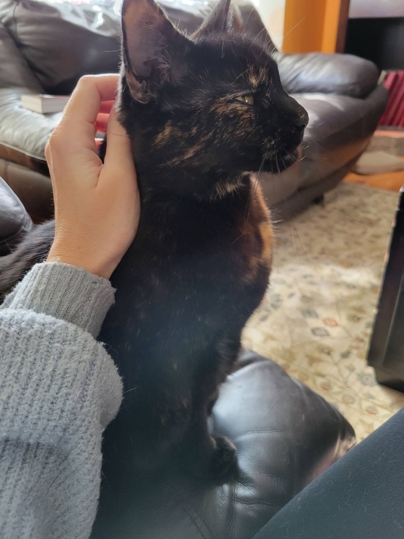 Tory, an adoptable Tortoiseshell in Manchester, CT, 06042 | Photo Image 6