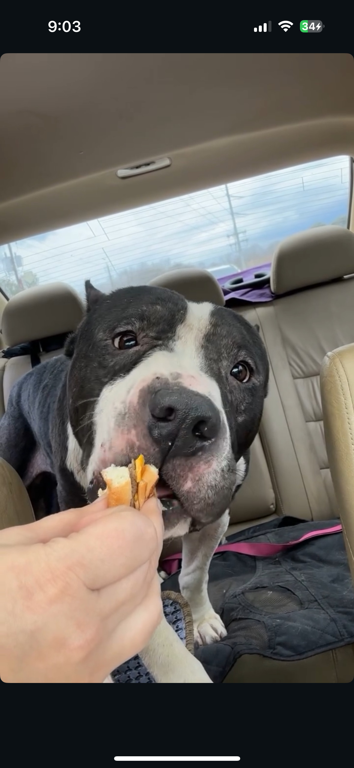 Sampson, an adoptable American Staffordshire Terrier in Jackson, MS, 39213 | Photo Image 1