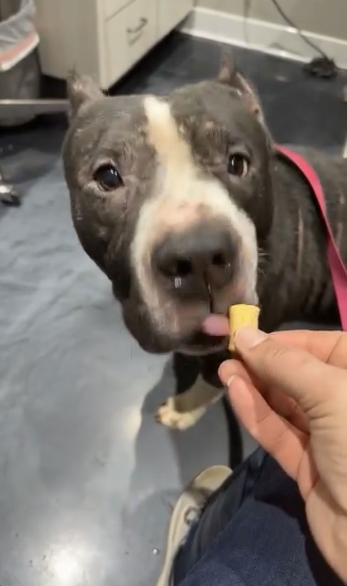 Sampson, an adoptable American Staffordshire Terrier in Jackson, MS, 39213 | Photo Image 2