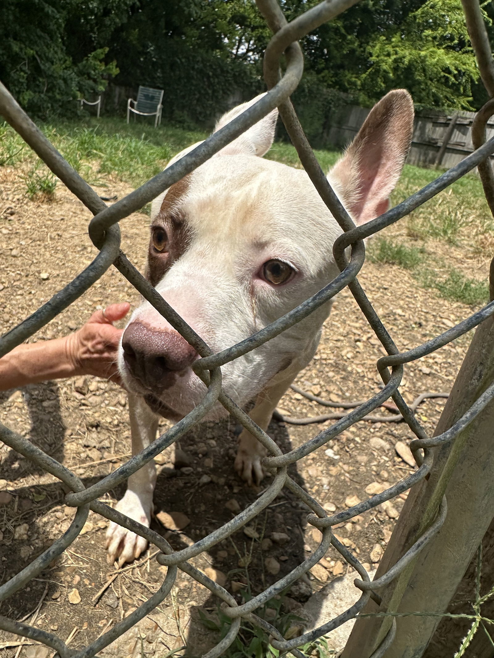 Jitterbug, an adoptable American Staffordshire Terrier in Jackson, MS, 39213 | Photo Image 1