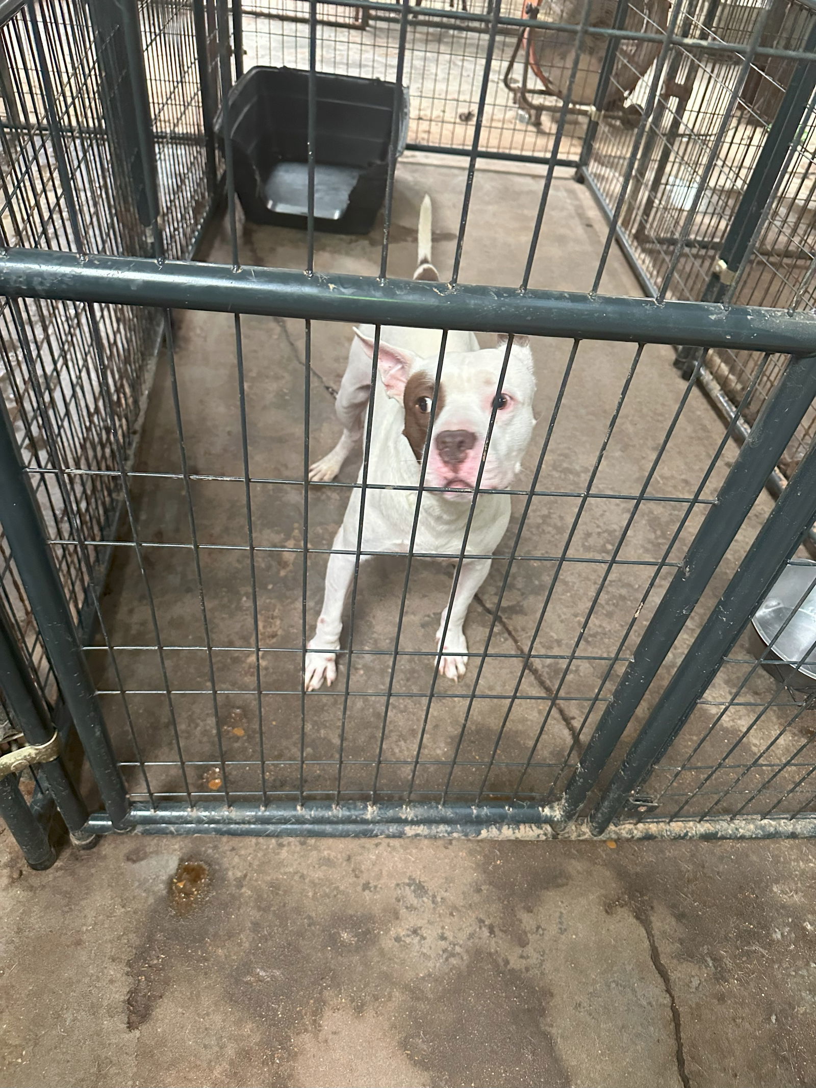 Jitterbug, an adoptable American Staffordshire Terrier in Jackson, MS, 39213 | Photo Image 2