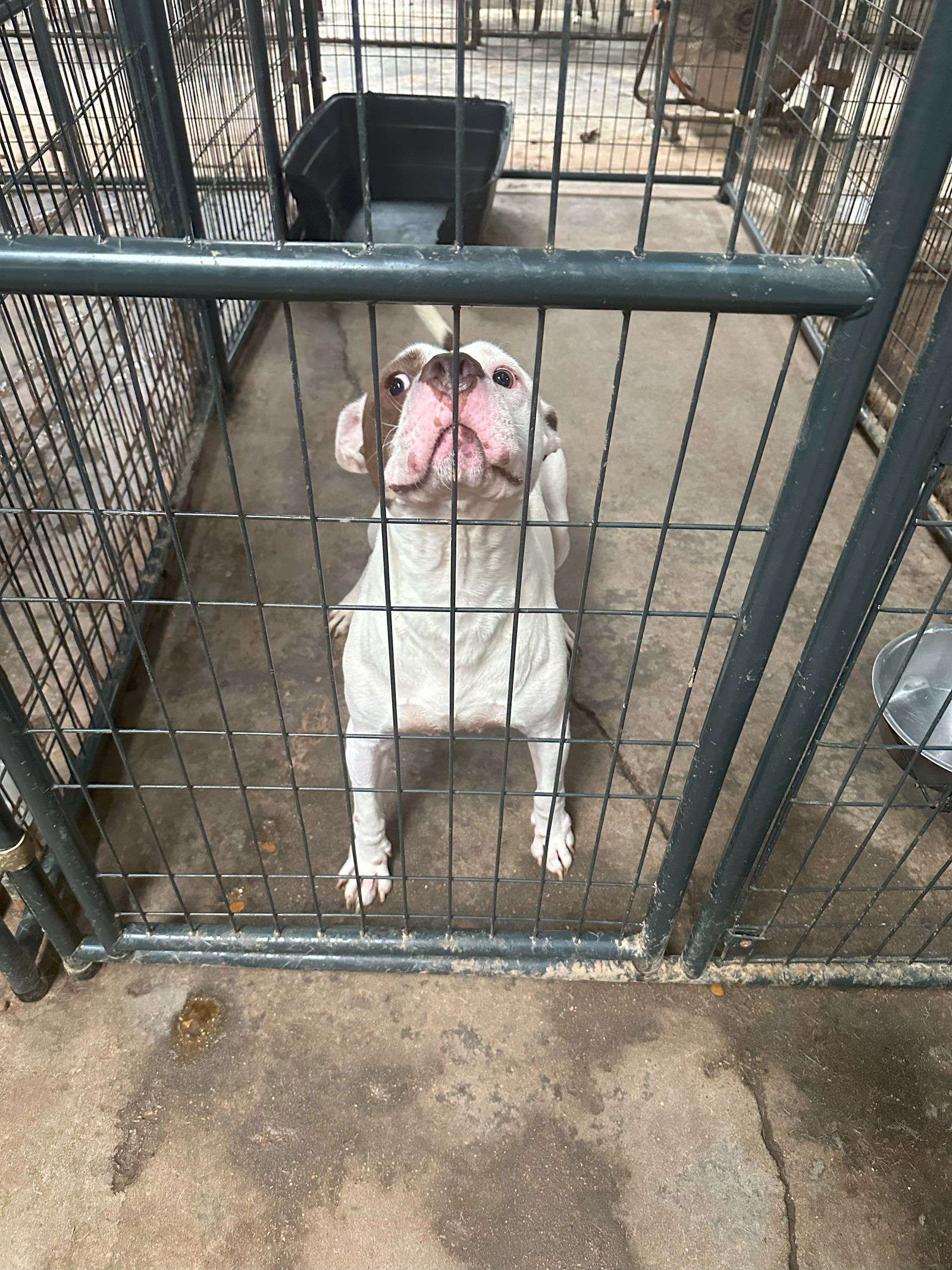 Jitterbug, an adoptable American Staffordshire Terrier in Jackson, MS, 39213 | Photo Image 3