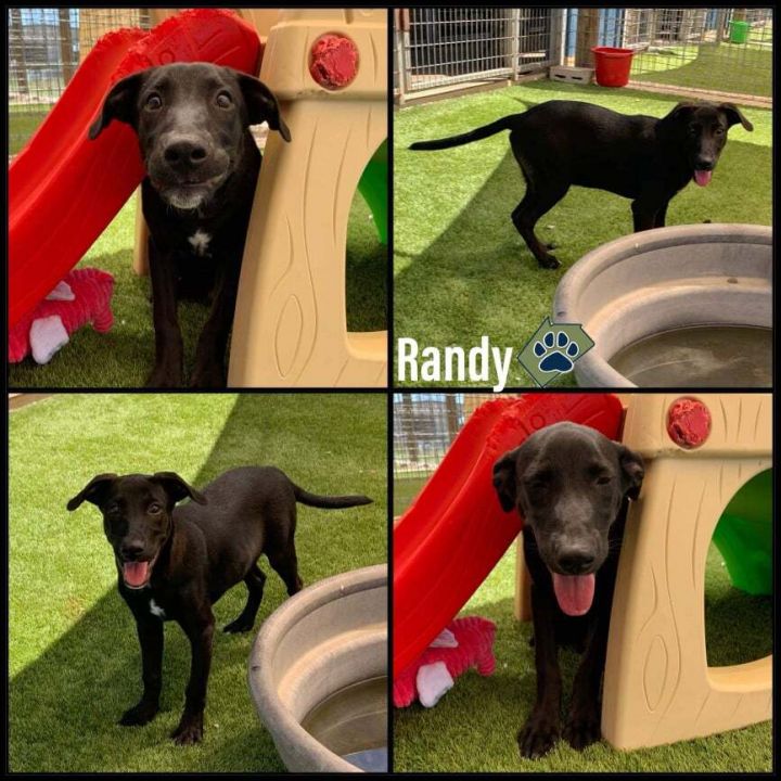 Randy, an adopted Labrador Retriever Mix in Clear Lake, IA_image-1
