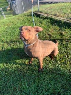 Rocky , an adoptable Pit Bull Terrier in Kingsport, TN, 37660 | Photo Image 1