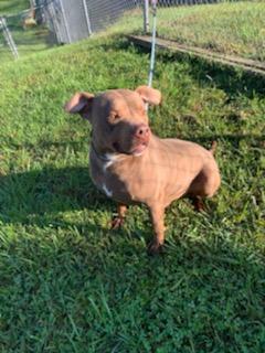 Rocky , an adoptable Pit Bull Terrier in Kingsport, TN, 37660 | Photo Image 2