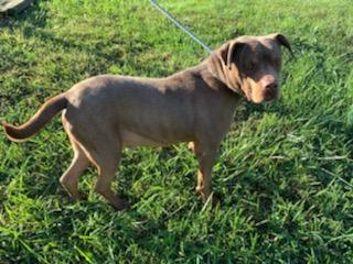 Rocky , an adoptable Pit Bull Terrier in Kingsport, TN, 37660 | Photo Image 3