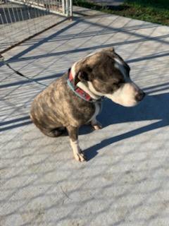 Jay, an adoptable Australian Shepherd in Kingsport, TN, 37660 | Photo Image 3