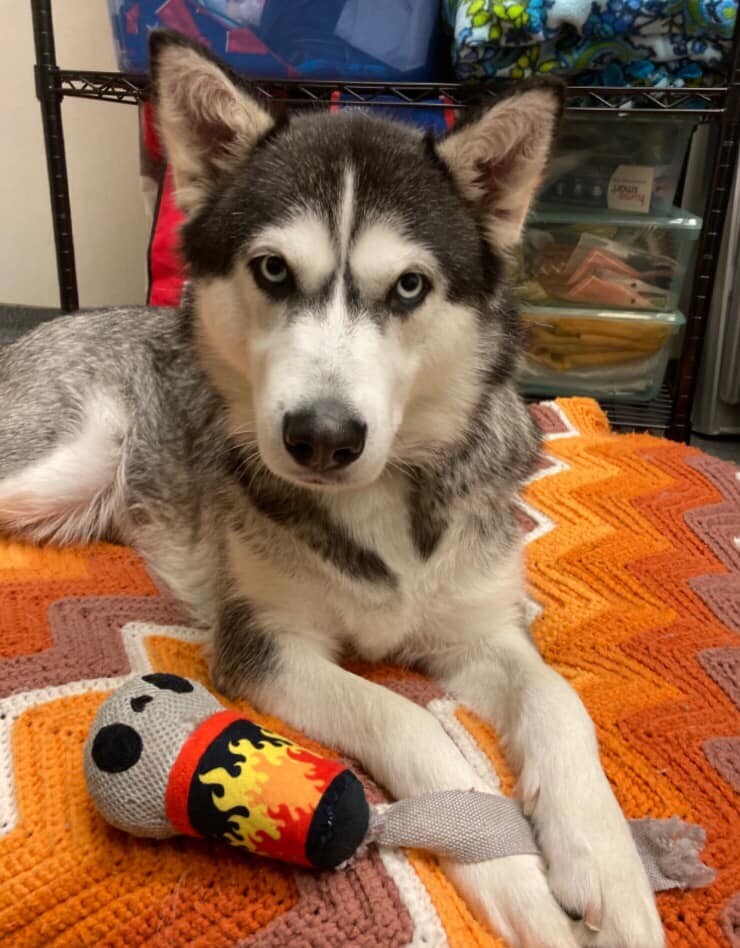 Sky, an adoptable Siberian Husky in Beaverton, MI, 48612 | Photo Image 1