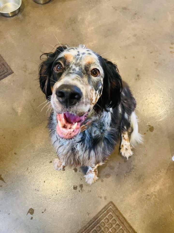 Phoebe, an adopted English Setter in Evansville, WI_image-2