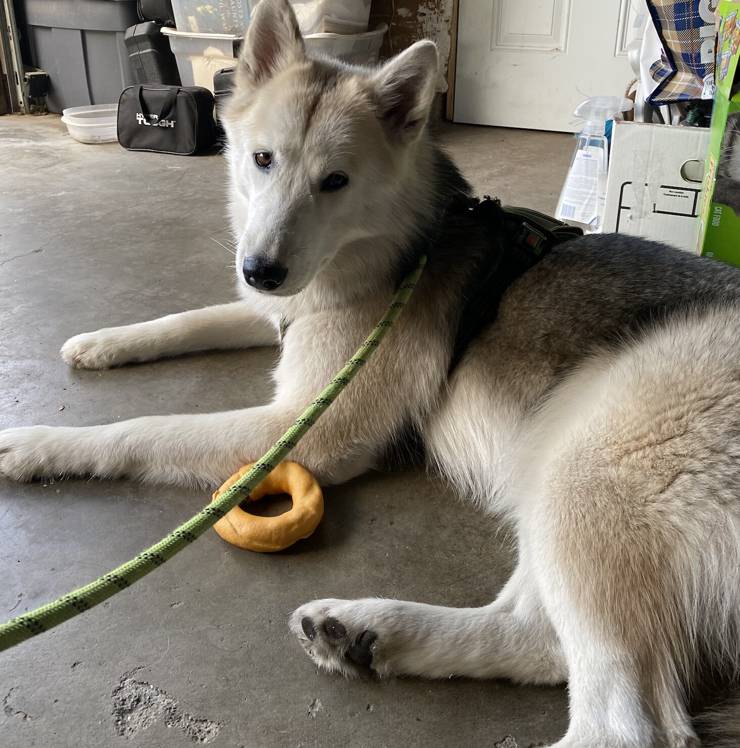 Finnley, an adoptable Husky in Rough And Ready, CA, 95975 | Photo Image 1
