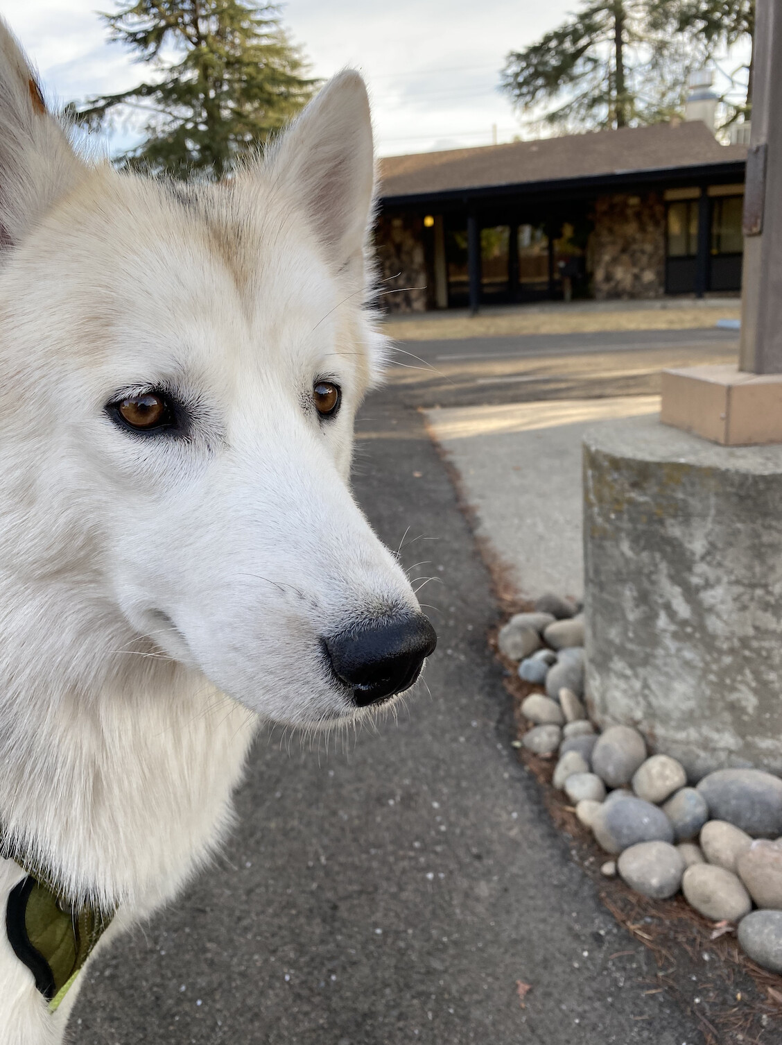 Finnley, an adoptable Husky in Rough And Ready, CA, 95975 | Photo Image 2