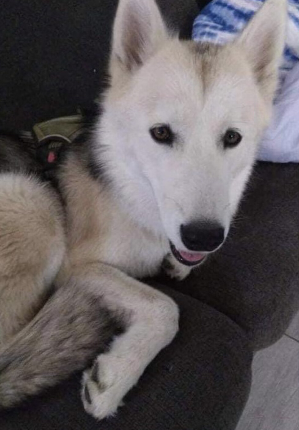 Finnley, an adoptable Husky in Rough And Ready, CA, 95975 | Photo Image 3