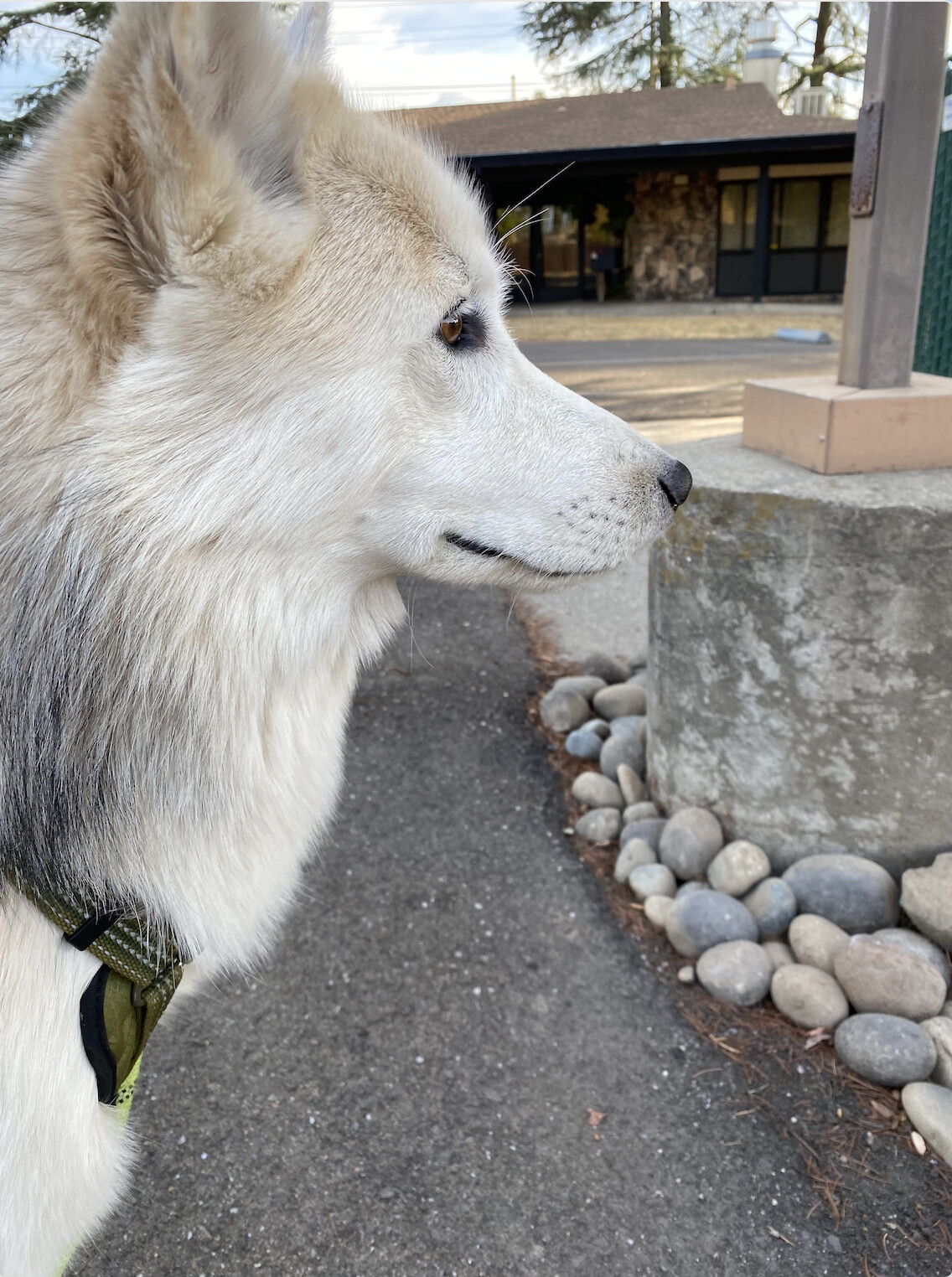 Finnley, an adoptable Husky in Rough And Ready, CA, 95975 | Photo Image 4