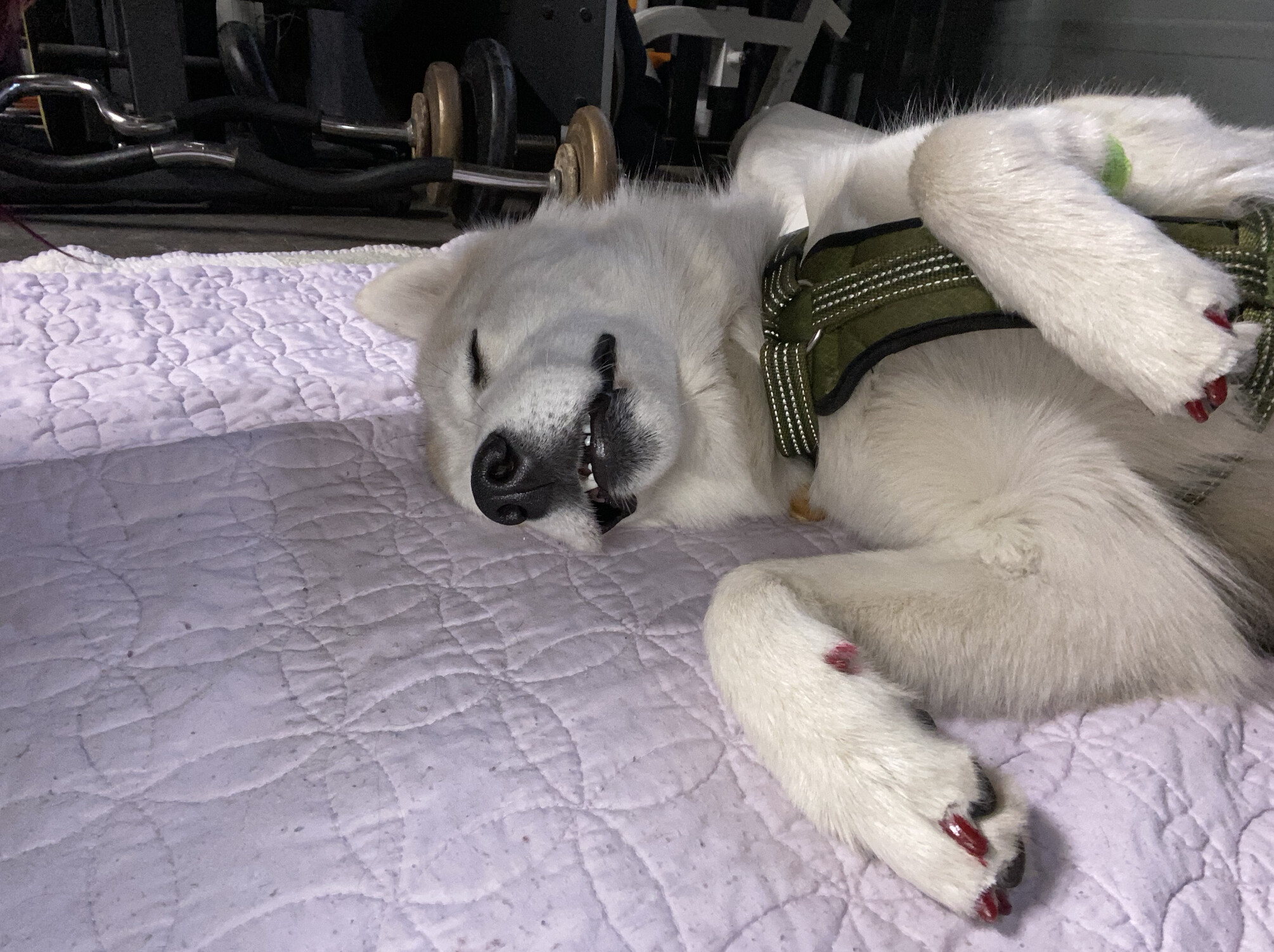 Finnley, an adoptable Husky in Rough And Ready, CA, 95975 | Photo Image 5